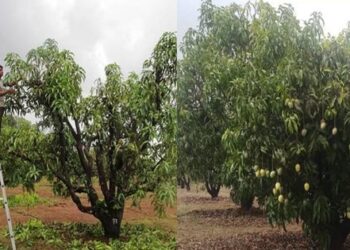 National-Horticulture-Campaign