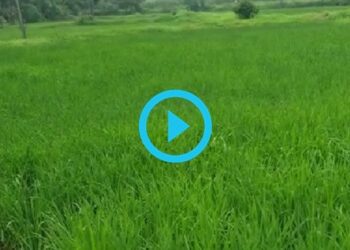 Rice-Crop-Maval-Taluka