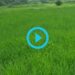 Rice-Crop-Maval-Taluka