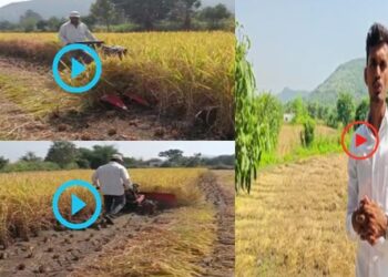 Paddy-Crop-Harvesting
