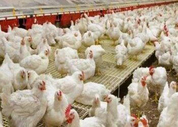 Poultry-farming
