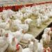 Poultry-farming