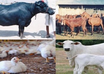 Animal-Husbandry