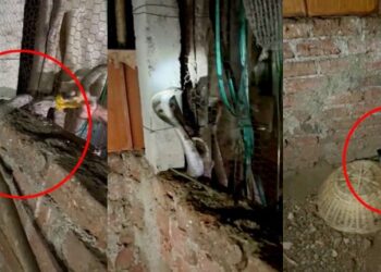 Give-Life-To-Cobra-Snake