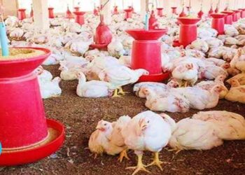 Poultry Farms