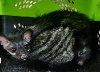 Asian-palm-civet