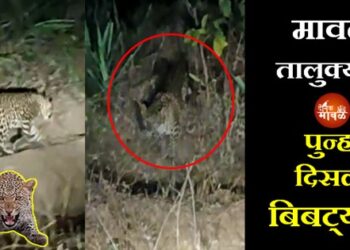 Leopard-Spotted-In-Forest-Maval-Taluka