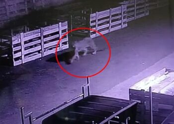 Leopards-Seen-in-Maval-Taluka