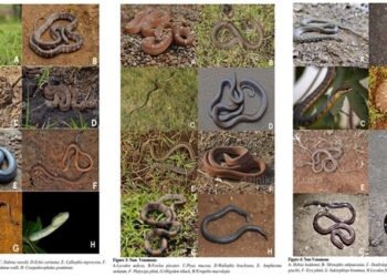 Snakes-Found-In -Maval-Taluka-Pune