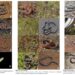 Snakes-Found-In -Maval-Taluka-Pune