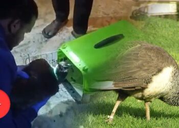 Gave-Life-To-Peahens