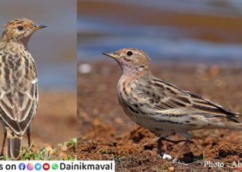 Red-Throated-Pipit-In-Maval-Taluka