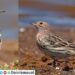 Red-Throated-Pipit-In-Maval-Taluka