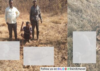 Goats-Killed-In-Leopard-Attack