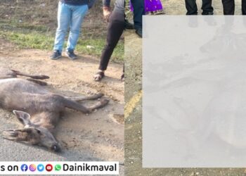 Sambar-Deer-Dies