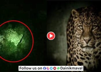 leopard-maval-taluka