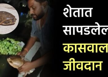 Turtle-Life-Save-Video