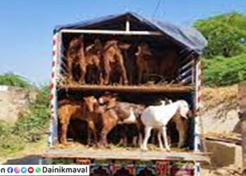 animals-transportation