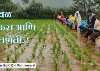 paddy-cultivation-maval-taluka
