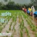 paddy-cultivation-maval-taluka