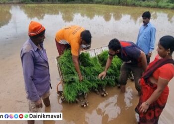 rice-cultivated-with-machines