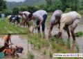 Rice-Cultivated-Maval