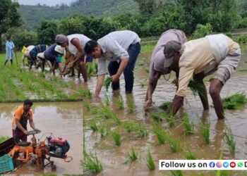 Rice-Cultivated-Maval