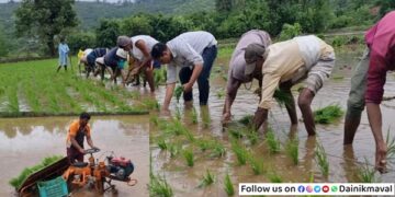 Rice-Cultivated-Maval