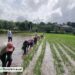 planting-rice