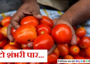 tomato-prices-increase