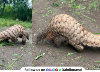 Pangolins-found
