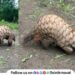 Pangolins-found