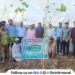 tree-plantation