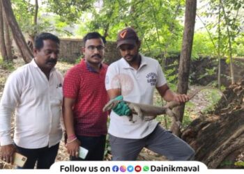 Bengal-Monitor-Life-Saved