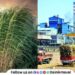 Sugarcane