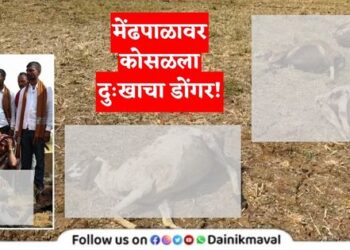 goats-and-sheep-died