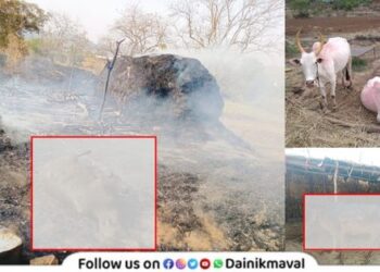 Cowshed-Fire-Maval-Taluka