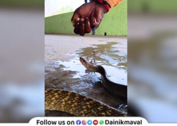 Gave Life To Dhaman Snake