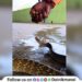 Gave Life To Dhaman Snake