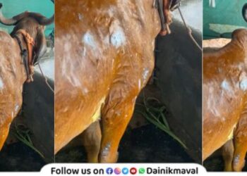 Acid attack on cow in Kanhe village Maval