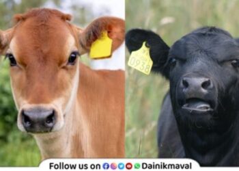 ear tagging of livestock