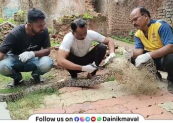 Rescue of python trapped in fish net