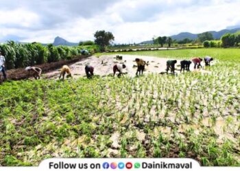 Rice cultivation started Maval
