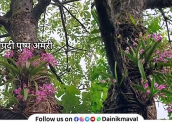 draupadi mala flower at anjanvel agro tourism