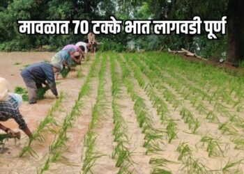 मावळ तालुक्यात ७० टक्के भात लागवडी पूर्ण, पवन मावळ विभागात सर्वाधिक लावणी