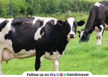 cow distribution of milch animals