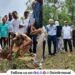 Tree plantation