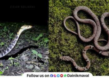World Snake Day