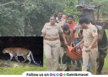 Success in catching a leopard