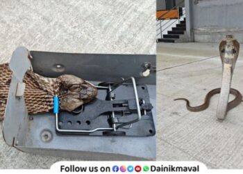 snake caught in rat trap